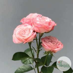 Цветок пионовидной кустовой розы