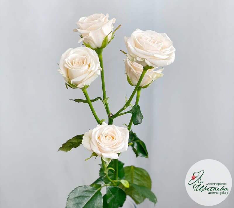 Кустовая роза - 60 см