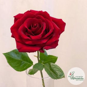 Роза красная 40 см